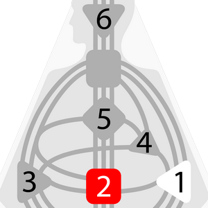 Дизайн Человека — Сакральный Авторитет