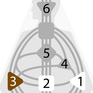 Дизайн Человека — Селезёночный Авторитет